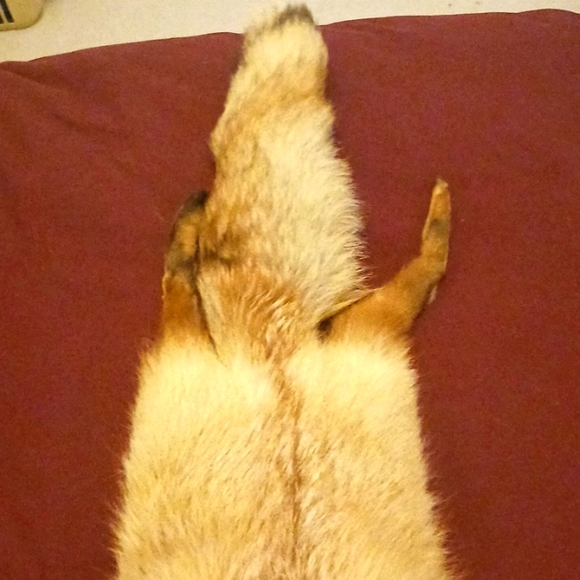 Vintage Fox wrap around neck/shoulder - Picture 4 of 6